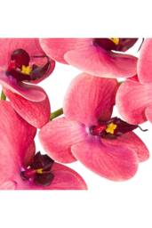 KDMD Crushed Raspberry Phalaenopsis Orchid Stem in Pink - thumbnail 5