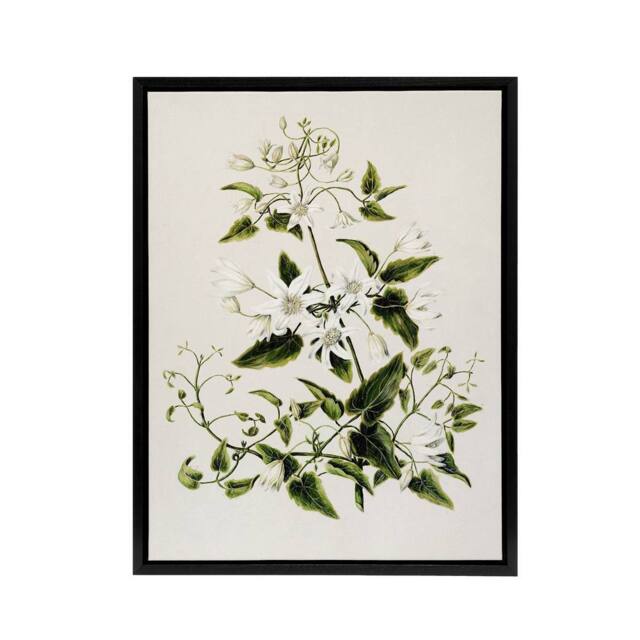 "Artery8 New Zealand Pikiarero White Clematis Flower Featon Framed Canvas Art in Beige - Size: W18"" x H24""" - image 1