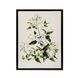 "Artery8 New Zealand Pikiarero White Clematis Flower Featon Framed Canvas Art in Beige - Size: W18"" x H24""" - thumbnail 1