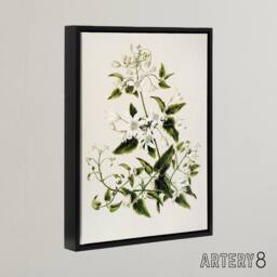 "Artery8 New Zealand Pikiarero White Clematis Flower Featon Framed Canvas Art in Beige - Size: W18"" x H24""" - thumbnail 2