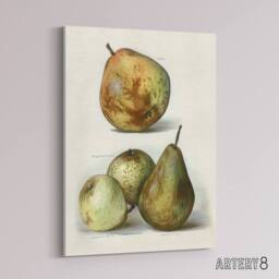 "Artery8 Pear Varieties Vintage Fruit Illustration Wright Canvas Wall Art Print in White - Size: W12"" x H16""" - thumbnail 2