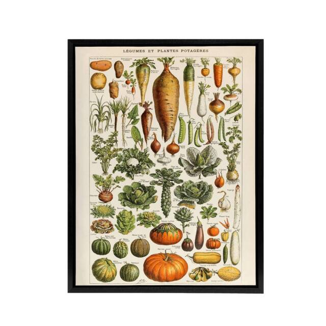 "Artery8 Millot Encyclopedia Page Vegetables Legumes Framed Canvas Wall Art Print - Size: W12"" x H16""" - image 1