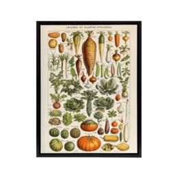 "Artery8 Millot Encyclopedia Page Vegetables Legumes Framed Canvas Wall Art Print - Size: W12"" x H16""" - thumbnail 1