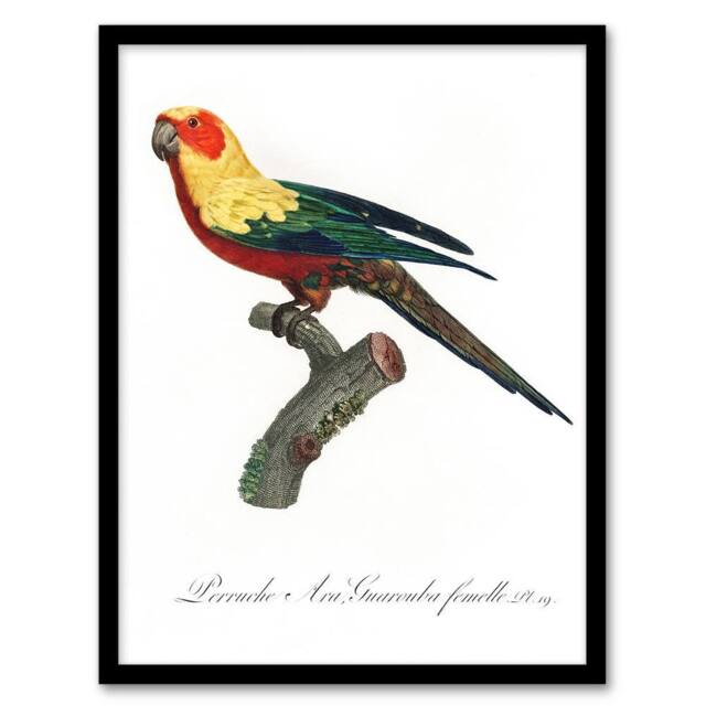 Artery8 The Sun Parakeet Parrot Francois Levaillant Framed Wall Art Print in White - Size: A4 - image 1