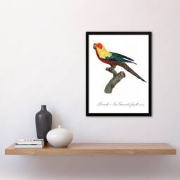 Artery8 The Sun Parakeet Parrot Francois Levaillant Framed Wall Art Print in White - Size: A4 - thumbnail 4