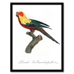 Artery8 The Sun Parakeet Parrot Francois Levaillant Framed Wall Art Print in White - Size: A4 - thumbnail 1