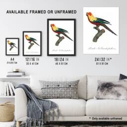 Artery8 The Sun Parakeet Parrot Francois Levaillant Framed Wall Art Print in White - Size: A4 - thumbnail 3