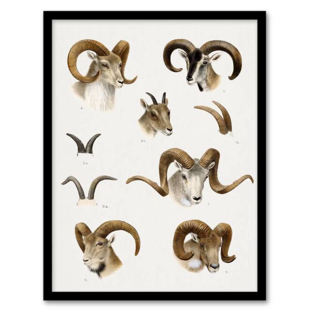 Artery8 Wild Bovidae Vintage Illustration Lydekker Framed Wall Art Print in White - Size: A3 - image 1