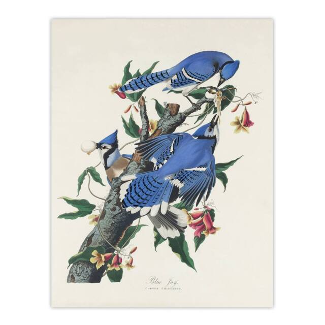 "Artery8 Blue Jay & Trumpet Flowers Audubon Nature Wall Art Print Poster in White - Size: W12"" x H16""" - image 1