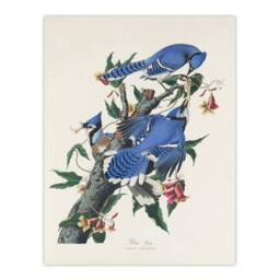 "Artery8 Blue Jay & Trumpet Flowers Audubon Nature Wall Art Print Poster in White - Size: W12"" x H16""" - thumbnail 1