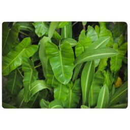 Benjamin Tate Design Abstract Background Of Dark Green Leaves Designer Rug in Natural - Size: Large - thumbnail 1
