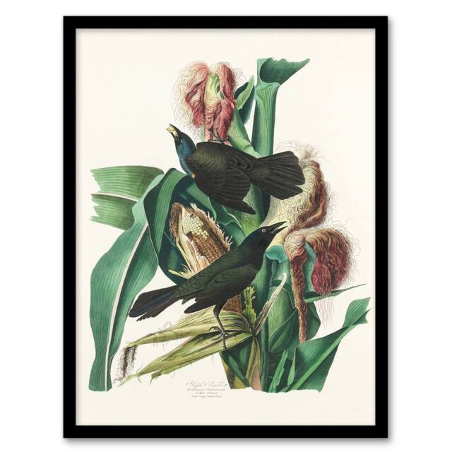 Artery8 John James Audubon Framed Wall Art Purple Grackle Crow Blackbird in White - Size: A4 - image 1
