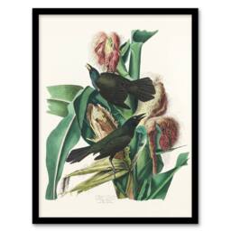Artery8 John James Audubon Framed Wall Art Purple Grackle Crow Blackbird in White - Size: A4 - thumbnail 1