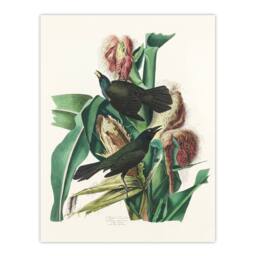 Artery8 John James Audubon Framed Wall Art Purple Grackle Crow Blackbird in White - Size: A4 - thumbnail 3