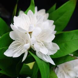 Leaf 18cm Artificial Freesia Plant White Flowering Premium - thumbnail 2