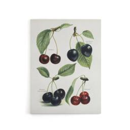 "Artery8 Vintage Illustration of Cherry Varieties Wright Canvas Wall Art Print in White - Size: W18"" x H24""" - thumbnail 1