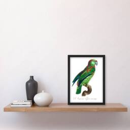Artery8 Francois Levaillant Framed Wall Art The Blue Fronted Amazon Parrot in White - Size: A4 - thumbnail 2