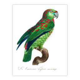Artery8 Francois Levaillant Framed Wall Art The Blue Fronted Amazon Parrot in White - Size: A4 - thumbnail 3