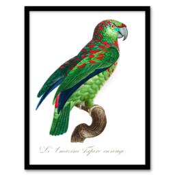 Artery8 Francois Levaillant Framed Wall Art The Blue Fronted Amazon Parrot in White - Size: A4 - thumbnail 1