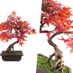Pegdev 50cm Artificial Red Maple Bonsai Tree with Decorative Planter - thumbnail 5