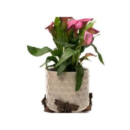 Jardinopia Dragonfly Plant Pot Feet - Set of 3 - L3 x W7.5 x H6.5 cm in Bronze - thumbnail 5
