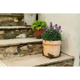 Jardinopia Dragonfly Plant Pot Feet - Set of 3 - L3 x W7.5 x H6.5 cm in Bronze - thumbnail 6