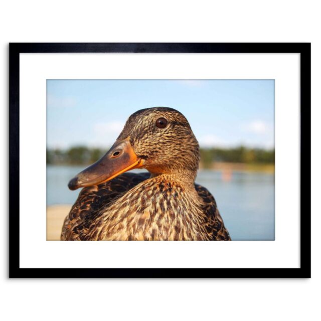"Artery8 Wall Art Print Photo Close Up Of Duck Mallard Artwork Framed 9X7 Inch in Black - Size: W7"" x H9""" - image 1