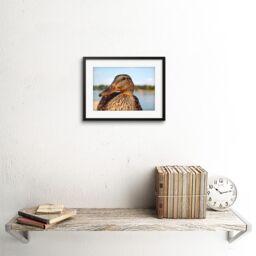 "Artery8 Wall Art Print Photo Close Up Of Duck Mallard Artwork Framed 9X7 Inch in Black - Size: W7"" x H9""" - thumbnail 2