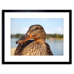 "Artery8 Wall Art Print Photo Close Up Of Duck Mallard Artwork Framed 9X7 Inch in Black - Size: W7"" x H9""" - thumbnail 1