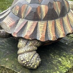 Animal Crackers Large Realistic Tortoise Figurine Home Or Garden Decoration, Gift Boxed in Brown - thumbnail 5