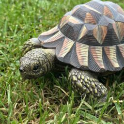 Animal Crackers Large Realistic Tortoise Figurine Home Or Garden Decoration, Gift Boxed in Brown - thumbnail 4