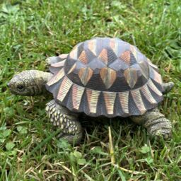 Animal Crackers Large Realistic Tortoise Figurine Home Or Garden Decoration, Gift Boxed in Brown - thumbnail 9