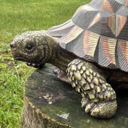 Animal Crackers Large Realistic Tortoise Figurine Home Or Garden Decoration, Gift Boxed in Brown - thumbnail 3