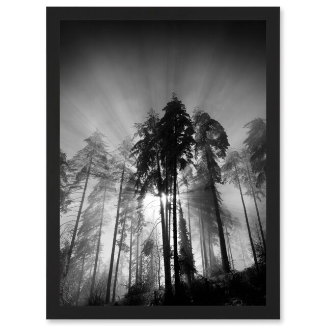 Artery8 Trees Light Fog Black White Moonlit Forest A4 Artwork Framed Wall Art Print - image 1