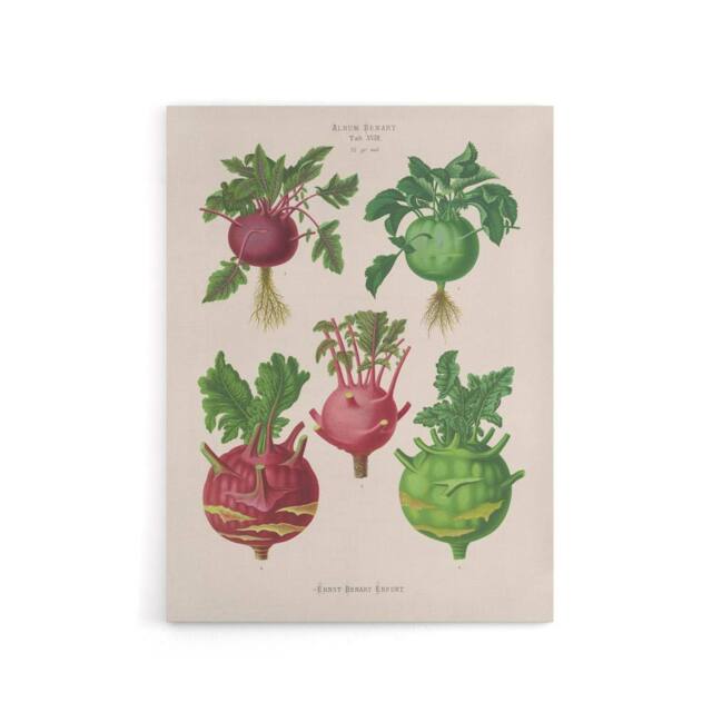 "Artery8 Kohlrabi Turnip Cabbage Ernst Benary Canvas Wall Art Print in White - Size: W12"" x H16""" - image 1