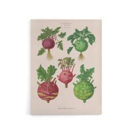 "Artery8 Kohlrabi Turnip Cabbage Ernst Benary Canvas Wall Art Print in White - Size: W12"" x H16""" - thumbnail 1
