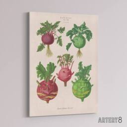 "Artery8 Kohlrabi Turnip Cabbage Ernst Benary Canvas Wall Art Print in White - Size: W12"" x H16""" - thumbnail 2