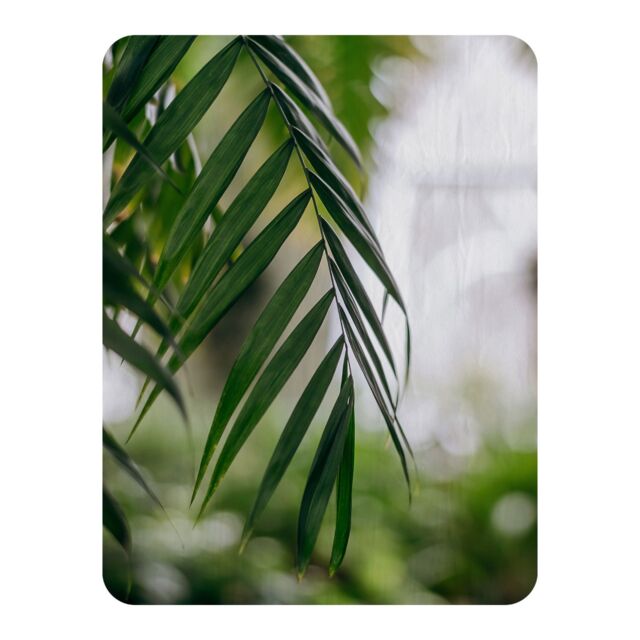 Benjamin Tate Design Closeup of green palm leaf Designer Blanket in Natural - Size: 120 cm x 150 cm - image 1