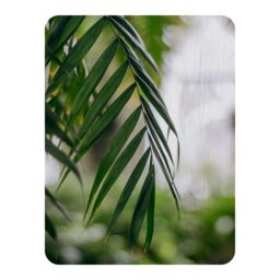 Benjamin Tate Design Closeup of green palm leaf Designer Blanket in Natural - Size: 120 cm x 150 cm - thumbnail 1