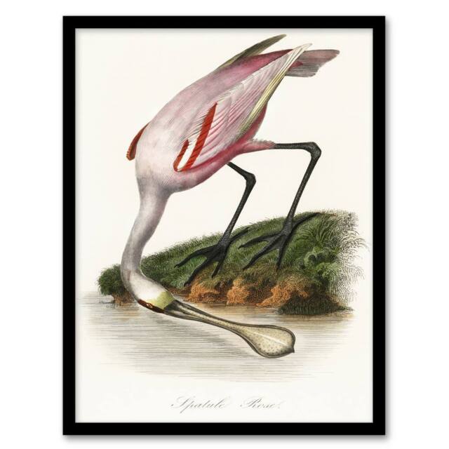 Artery8 Roseate Spoonbill Couaihac Vintage Framed Wall Art Print in White - Size: A4 - image 1