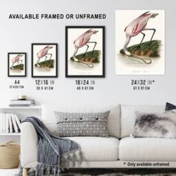 Artery8 Roseate Spoonbill Couaihac Vintage Framed Wall Art Print in White - Size: A4 - thumbnail 3