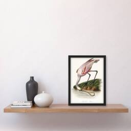 Artery8 Roseate Spoonbill Couaihac Vintage Framed Wall Art Print in White - Size: A4 - thumbnail 4