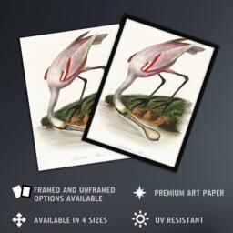 Artery8 Roseate Spoonbill Couaihac Vintage Framed Wall Art Print in White - Size: A4 - thumbnail 2