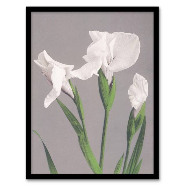 Artery8 White Irises Blooming Flowers Retro Japan Framed Wall Art Print Kazumasa in Green - Size: A4 - image 1