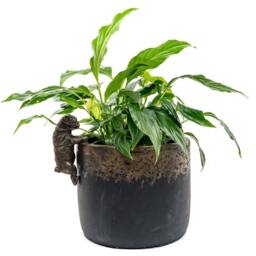 Jardinopia Pug Plant Pot Hanger - L10.5 x W4.5 x H6 cm in Bronze - thumbnail 4