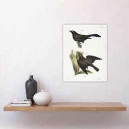 "Artery8 James Ellsworth De Kay Crow Blackbirds Illustration Wall Art Print in White - Size: W12"" x H16""" - thumbnail 4