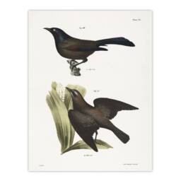 "Artery8 James Ellsworth De Kay Crow Blackbirds Illustration Wall Art Print in White - Size: W12"" x H16""" - thumbnail 1