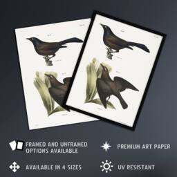 "Artery8 James Ellsworth De Kay Crow Blackbirds Illustration Wall Art Print in White - Size: W12"" x H16""" - thumbnail 2