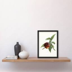 "Artery8 Vintage Artwork of Pine Apple Nectarine Wright Framed Wall Art Print in White - Size: W12"" x H16""" - thumbnail 4