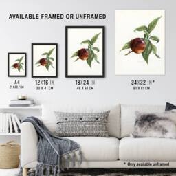 "Artery8 Vintage Artwork of Pine Apple Nectarine Wright Framed Wall Art Print in White - Size: W12"" x H16""" - thumbnail 3
